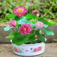 Lotus Seeds (Bowl Lotus)