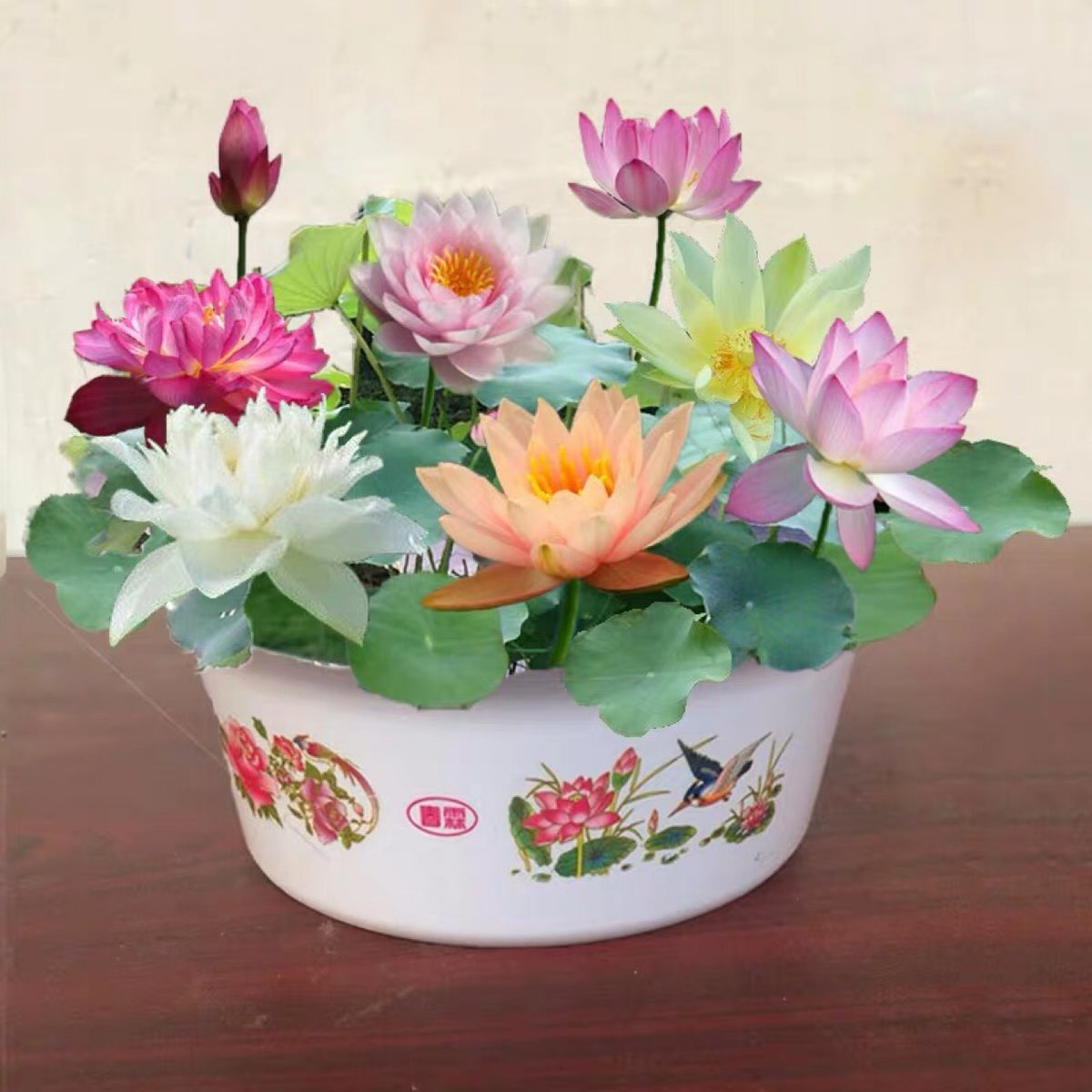 Lotus Seeds (Bowl Lotus)