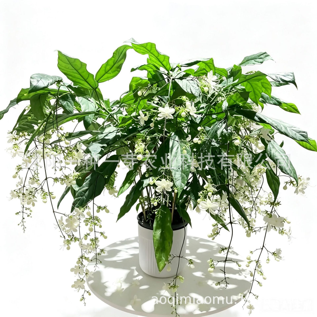 Weeping Jasmine Seeds (Bridal Veil)