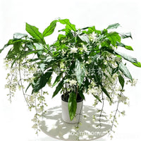Weeping Jasmine Seeds (Bridal Veil)
