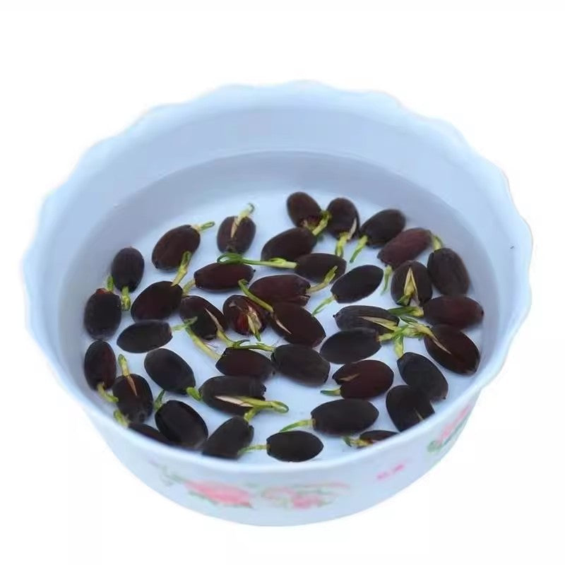 Lotus Seeds (Bowl Lotus)