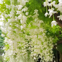 Weeping Jasmine Seeds (Bridal Veil)