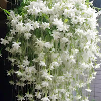 Weeping Jasmine Seeds (Bridal Veil)
