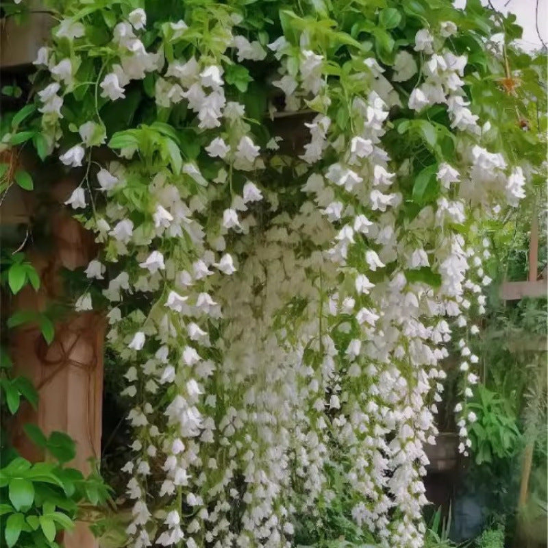 Weeping Jasmine Seeds (Bridal Veil)