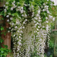 Weeping Jasmine Seeds (Bridal Veil)