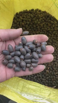 Lotus Seeds (Bowl Lotus)