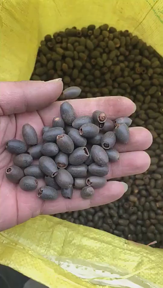 Semillas de loto para cuencos