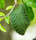 Sementes de graviola (Annona muricata)